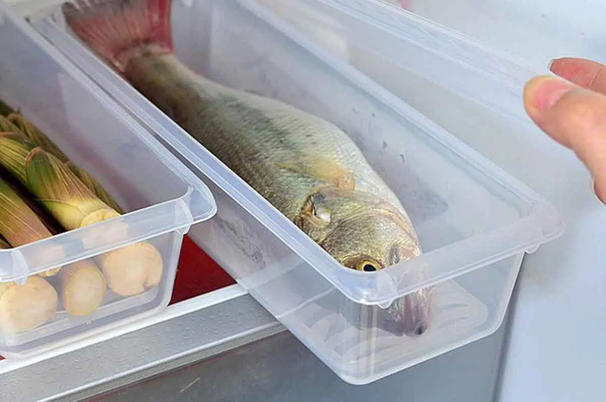 Tips Menyimpan Ikan Segar di Lemari Es Agar Tahan Lama
