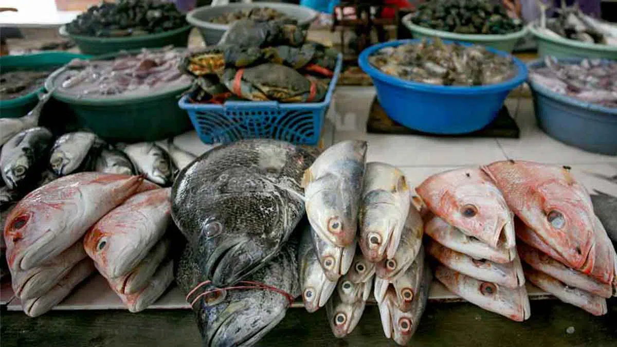 Kenali, 4 Perbedaan Antara Ikan Laut dan Ikan Air Tawar