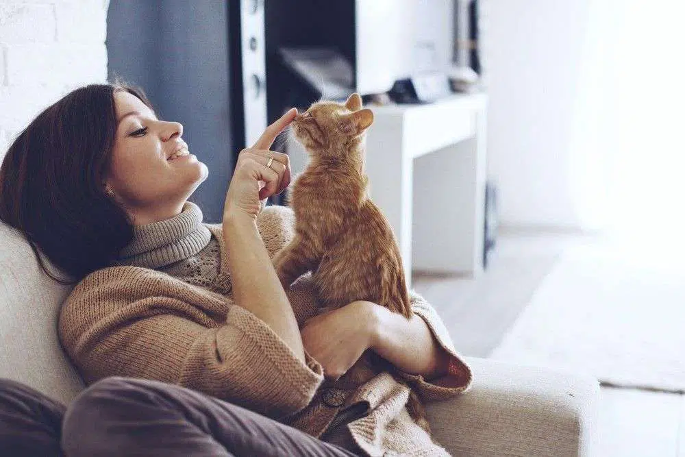 4 Manfaat Pelihara Kucing yang Belum Anda Ketahui