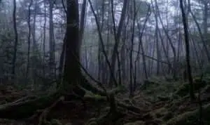 7 Fakta Mengerikan Hutan Aokigahara, Yakin Berani Berkunjung