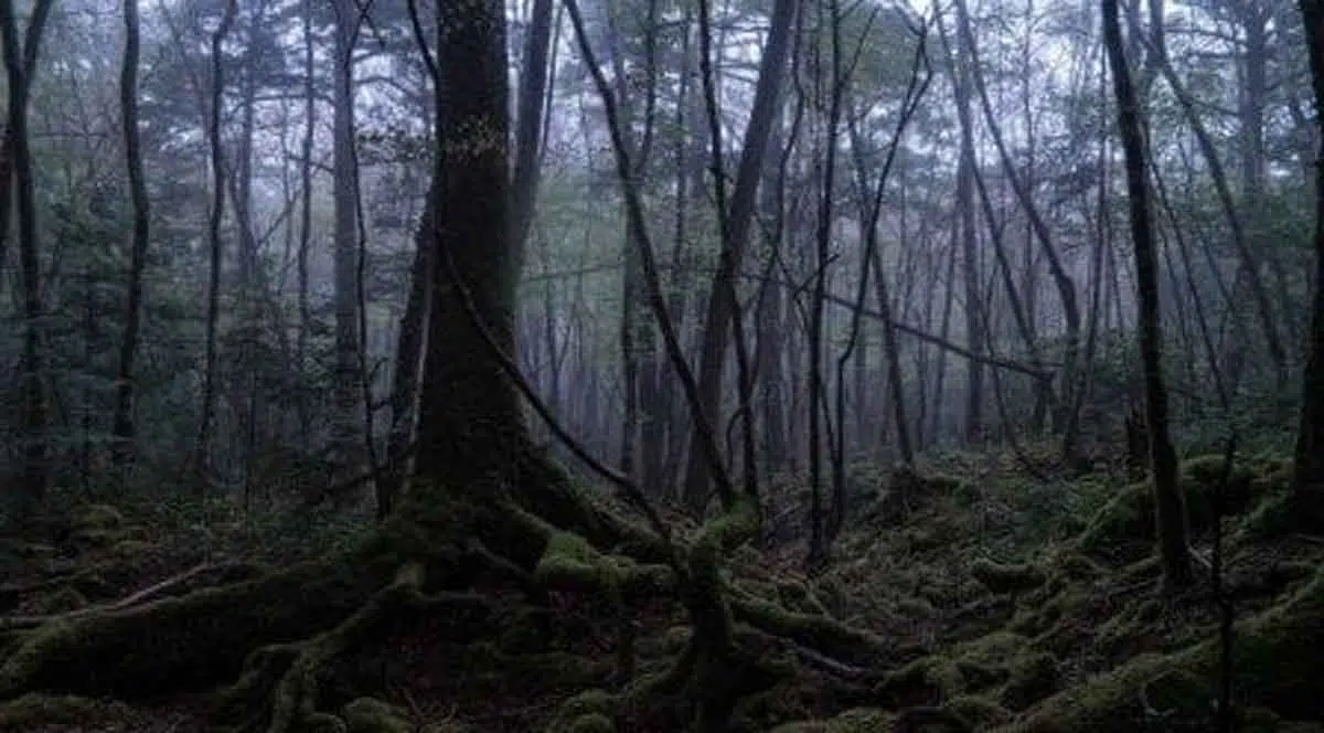 7 Fakta Mengerikan Hutan Aokigahara, Yakin Berani Berkunjung