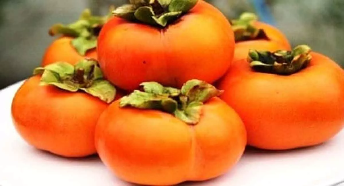 7 Khasiat Buah Kesemek Bagi Kesehatan