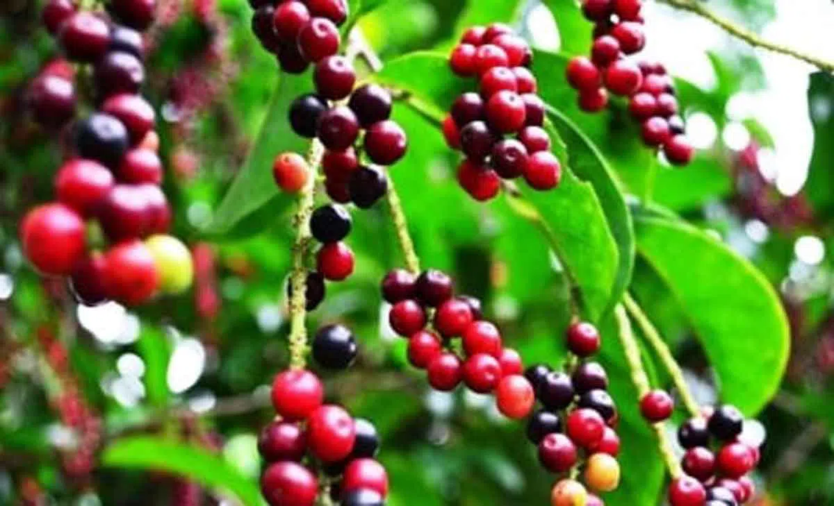 Buah Buni, Si Kecil yang Penuh Manfaat