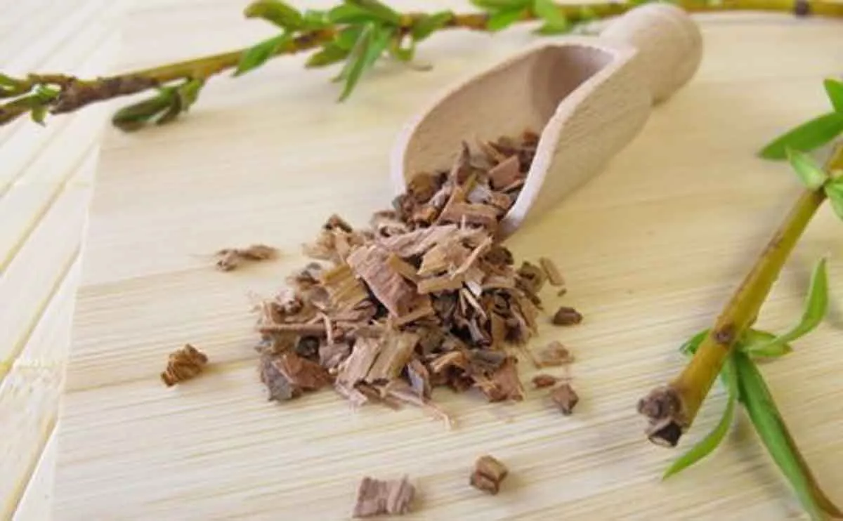 Kerap Diabaikan, Ini 5 Manfaat Willow Bark untuk Kecantikan Kulit