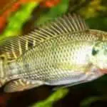 Menurut Peneliti, Kulit Ikan Nila Bisa Obati Luka Bakar