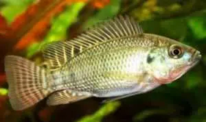 Menurut Peneliti, Kulit Ikan Nila Bisa Obati Luka Bakar