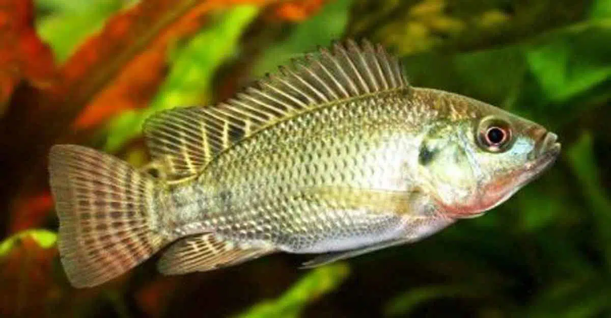 Menurut Peneliti, Kulit Ikan Nila Bisa Obati Luka Bakar