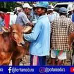 Harga Sapi di Pasar Tradisional Pamekasan Alami Kenaikan