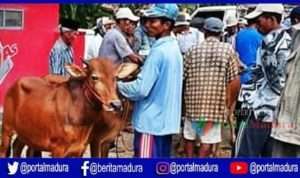 Harga Sapi di Pasar Tradisional Pamekasan Alami Kenaikan