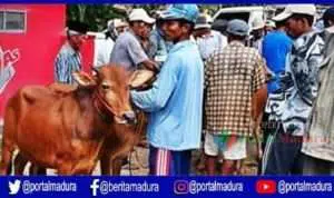 Harga Sapi di Pasar Tradisional Pamekasan Alami Kenaikan