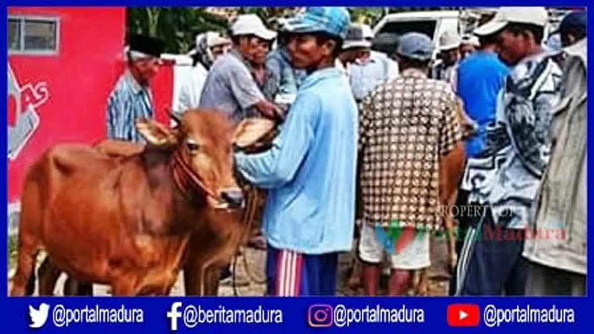 Harga Sapi di Pasar Tradisional Pamekasan Alami Kenaikan