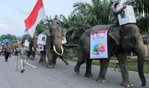 Pemerintah Sebut Partisipasi Pemilih Mencapai 80-90%