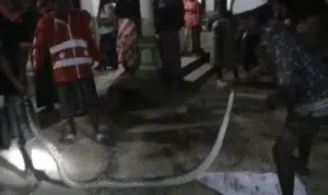 Bikin Heboh Ular Sanca di Halaman Rumah Warga Sana Laok Pamekasan