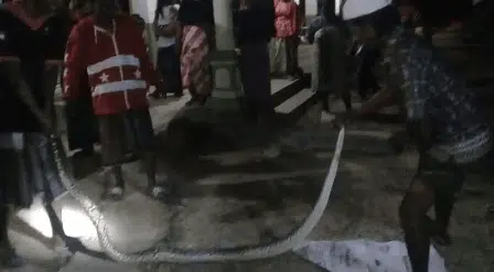 Bikin Heboh Ular Sanca di Halaman Rumah Warga Sana Laok Pamekasan