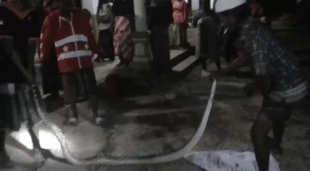 Bikin Heboh Ular Sanca di Halaman Rumah Warga Sana Laok Pamekasan