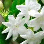 Ini 5 Jenis Bunga Selain Mawar yang Terkandung Dalam Produk Skin Care