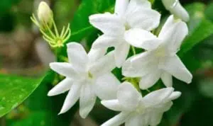 Ini 5 Jenis Bunga Selain Mawar yang Terkandung Dalam Produk Skin Care