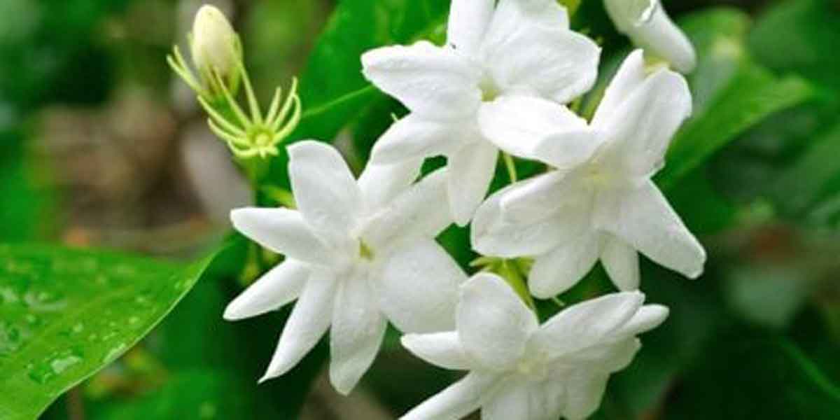 Ini 5 Jenis Bunga Selain Mawar yang Terkandung Dalam Produk Skin Care