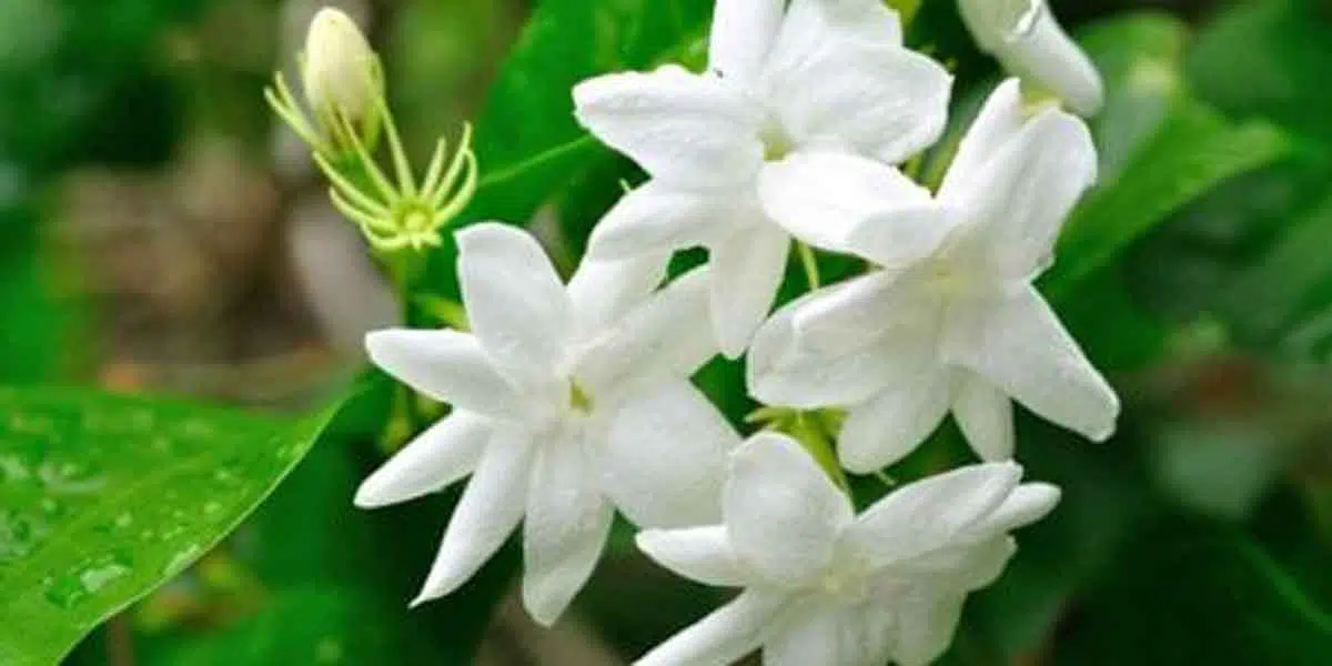 Ini 5 Jenis Bunga Selain Mawar yang Terkandung Dalam Produk Skin Care