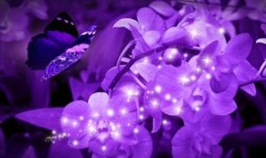 Mitos: Ungu Identik dengan Warna Janda