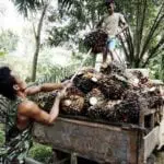 Perancis: Kami Bukan Musuh Kelapa Sawit