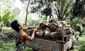 Perancis: Kami Bukan Musuh Kelapa Sawit