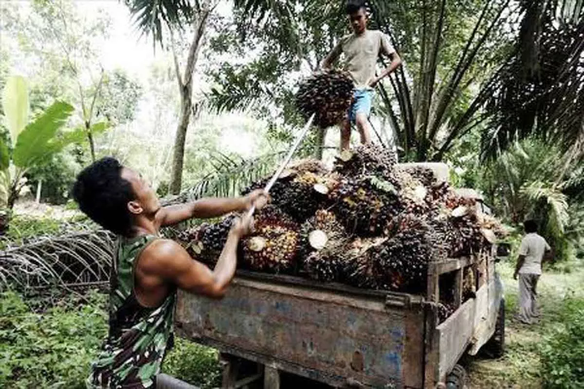 Perancis: Kami Bukan Musuh Kelapa Sawit