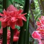 Selain Cantik dan Harum, Ini Manfaat Bunga Kecombrang untuk Kesehatan