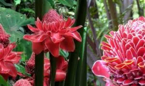 Selain Cantik dan Harum, Ini Manfaat Bunga Kecombrang untuk Kesehatan