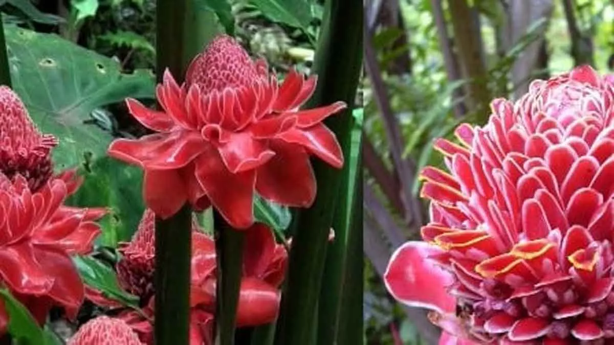 Selain Cantik dan Harum, Ini Manfaat Bunga Kecombrang untuk Kesehatan