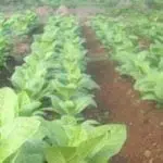 Produksi Tembakau di Sumenep Diprediksi Capai 8.600 Ton