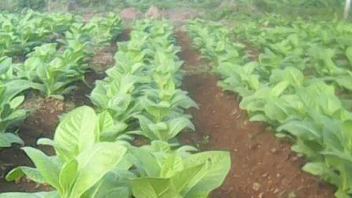 Produksi Tembakau di Sumenep Diprediksi Capai 8.600 Ton