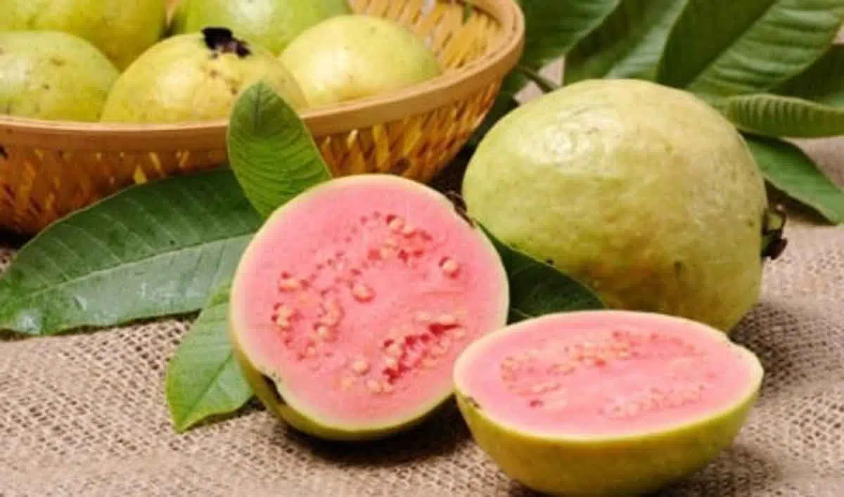 9 Khasiat Menakjubkan Jambu Biji untuk Kesehatan