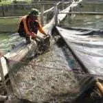 Benih Ikan Budi Daya di Pamekasan Didatangkan dari Luar Madura