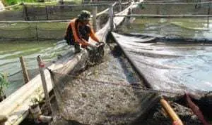 Benih Ikan Budi Daya di Pamekasan Didatangkan dari Luar Madura