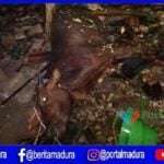 Dapur dan Kandang Sapi Terbakar, 3 Orang Luka-luka