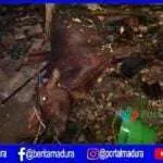 Dapur dan Kandang Sapi Terbakar, 3 Orang Luka-luka
