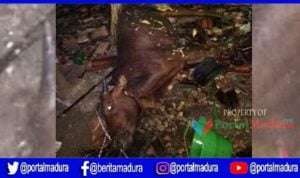 Dapur dan Kandang Sapi Terbakar, 3 Orang Luka-luka