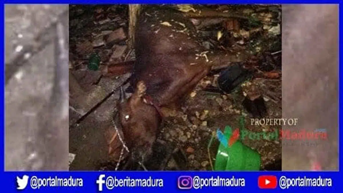 Dapur dan Kandang Sapi Terbakar, 3 Orang Luka-luka