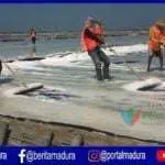 Harga Garam Rakyat di Sumenep Rendah Memasuki Musim Produksi 2019