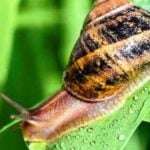 Yuk Intip, Manfaat Krim Siput Untuk Kecantikan yang Jarang Diketahui