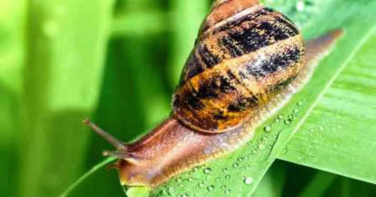 Yuk Intip, Manfaat Krim Siput Untuk Kecantikan yang Jarang Diketahui