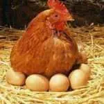 Cara Bedakan Telur Ayam Masih Segar atau Sudah Busuk
