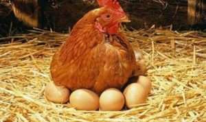 Cara Bedakan Telur Ayam Masih Segar atau Sudah Busuk