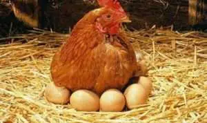 Cara Bedakan Telur Ayam Masih Segar atau Sudah Busuk