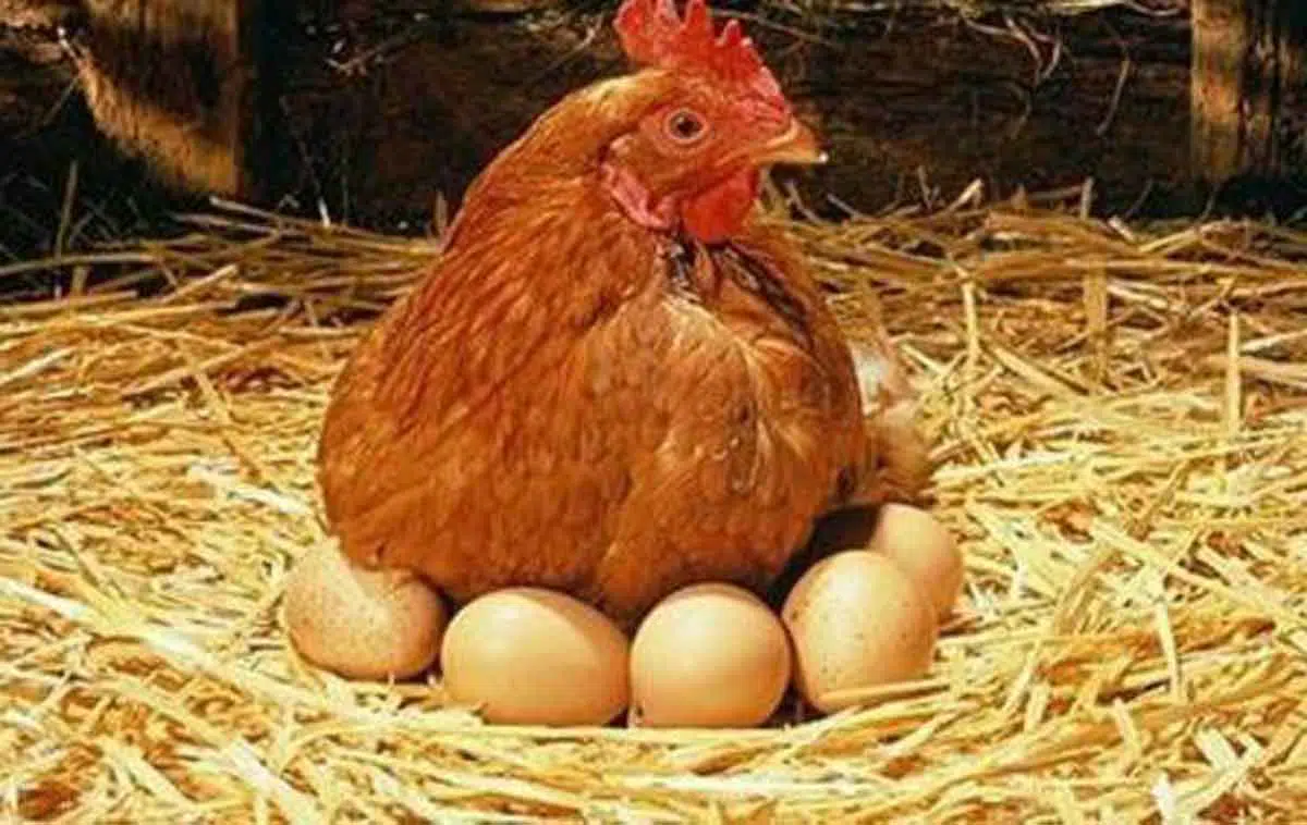 Cara Bedakan Telur Ayam Masih Segar atau Sudah Busuk