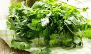 Daun Ketumbar, Si Hijau yang Bisa Bikin Awet Muda