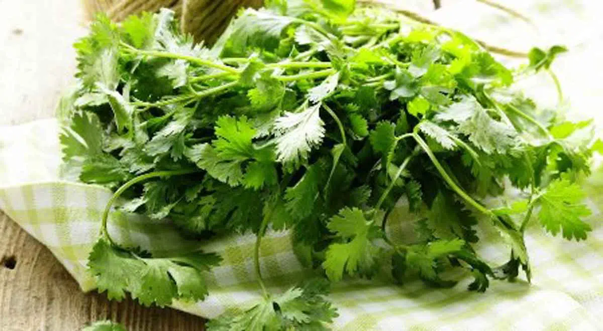 Daun Ketumbar, Si Hijau yang Bisa Bikin Awet Muda