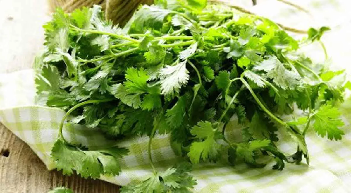 Daun Ketumbar, Si Hijau yang Bisa Bikin Awet Muda