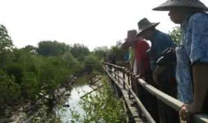 Ekowisata Mangrove Bangkalan Potensial Jadi Penggerak Ekonomi Warga